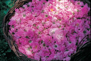 身も心もバラ色に染まるダマスクローズの花びらの力、太陽の恵みをたっぷりと浴び、しっとり輝くバラの花びら。これがダマスクローズウォーターの原料です。クレオパトラが惜しみなく床に敷き詰めてその芳香を楽しんだといわれるのも、このダマスクローズです。ブガリアローズの豊かな香りダマスクローズウォーターはバラの花びらと天然水の奇跡！ブルガリアローズジャパン株式会社