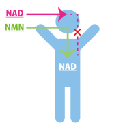 NMN+Q「NMN」と「Quercetin（ケルセチン）」のコラボレーション！