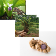 クロガリンダ100カプセル